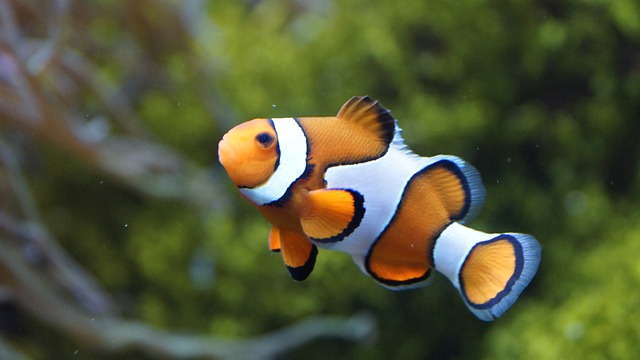 nemo